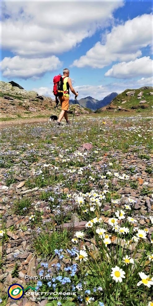 87 Tappeto di fiori sul Monte Aviasco.jpg
